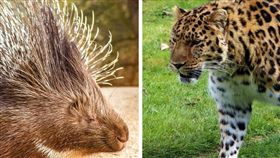 花豹大戰豪豬！伸嘴露牙瘋狂嘶咬…結局超出人意料（合成圖／翻攝自Pixabay）
https://pixabay.com/photos/nature-animal-porcupine-mammal-3588682/
https://pixabay.com/photos/amur-leopard-leopard-nature-amur-4112011/