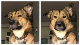 氣音,狗狗,爆笑,委屈,教養,安靜（圖／翻攝自Dogspotting Society臉書）