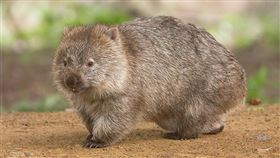 來自台灣的楊佩良和台裔美籍科學家胡立德攜手團隊，研究為何袋熊（圖）排出方形便便，再度拿下搞笑諾貝爾獎物理獎桂冠。（圖取自維基共享資源；作者JJ Harrison，CC BY 3.0）