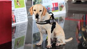 中市搜救犬鐵雄出征法國  角逐世界盃冠軍台中市消防局搜救犬「鐵雄」去年在花蓮強震中成功救出生還者，成為震災英雄，可愛萌樣也為牠吸引許多「鐵粉」，「鐵雄」將代表台灣出征「2019法國搜救犬世界盃」。（台中市消防局提供）中央社記者趙麗妍傳真  108年9月13日