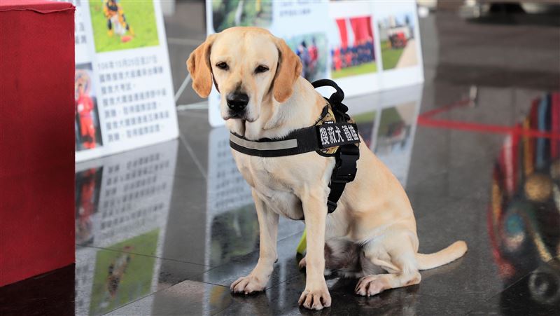 中市搜救犬鐵雄征法　角逐世界盃冠軍