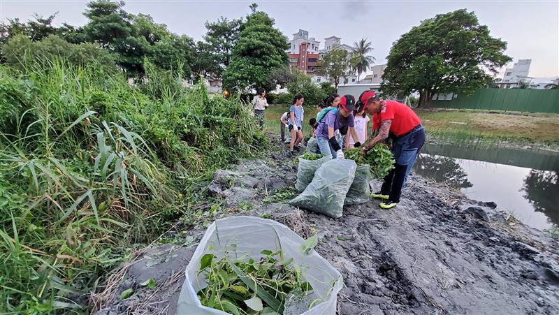 收購小花蔓澤蘭　花蓮目標165公噸