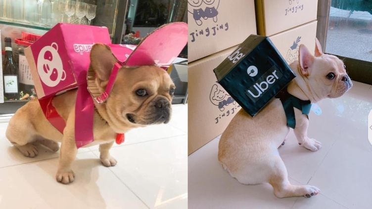 她曬fooddog外送員　萌翻網友