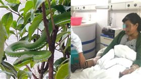 遭赤尾青竹絲狠咬　她學電視「用嘴吸」反而噁心嘔吐更快毒發(圖/微博,爆廢公社公開版)