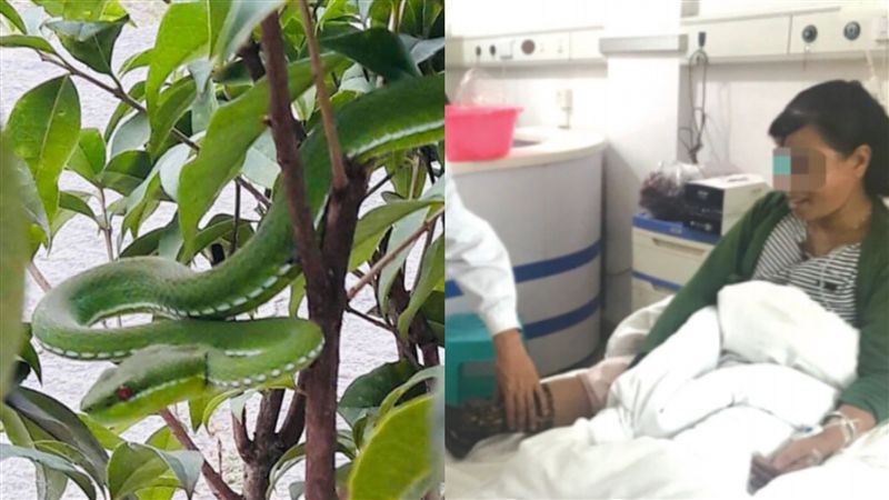 女被蛇咬竟學電視「用嘴吸」…下場慘