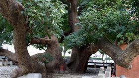 台中千歲茄苳樹王　秋節慶生　台中市西區均安宮茄苳王公廟旁的千年茄苳樹為當地信仰中心，13日中秋節迎接1028歲生日，廟方也特別舉辦「契子回娘家賀壽暨宗教文化活動饗宴」活動。（台中市政府提供）中央社記者趙麗妍傳真　108年9月13日