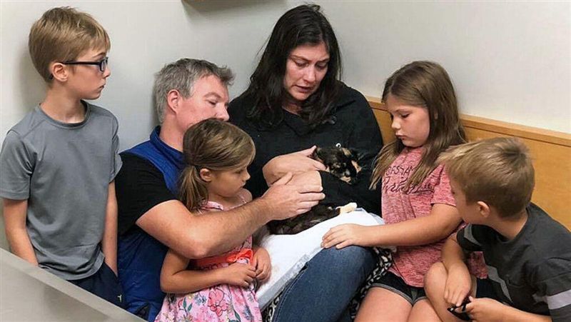 走失十年…貓咪重逢飼主！結局好心痛