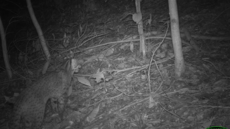 九九峰九二一震後重生　連石虎也現蹤