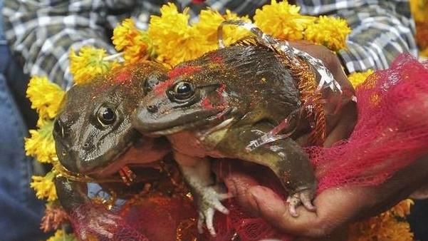 白頭偕老？為祈雨結婚的青蛙被迫離婚