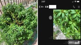 熱血鄉親鏟死路邊「大麻」！里長傻眼 
邱奕承,鳳仙花