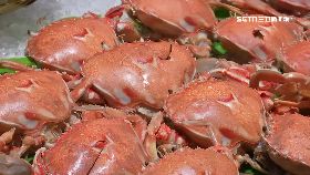 (透視)秋螃蟹藏毒1900