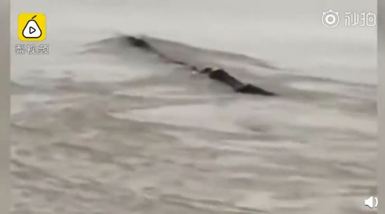 中國版尼斯湖水怪？驚見巨型生物戲水