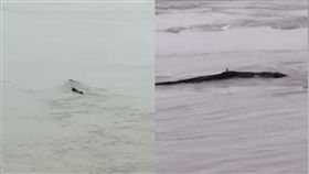三峽大壩「尼斯湖水怪」中國現蹤？專家打臉：只是黑塑膠袋
圖翻攝自澎拜新聞