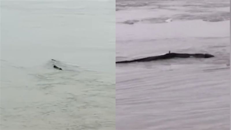 神秘物現蹤三峽壩…他驚：尼斯湖水怪