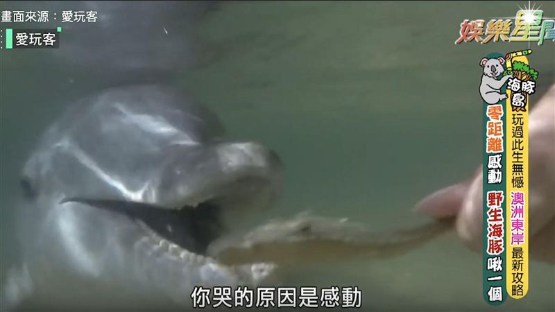 此生必訪！零距離與野生海豚親密接觸