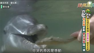此生必訪！零距離與野生海豚親密接觸