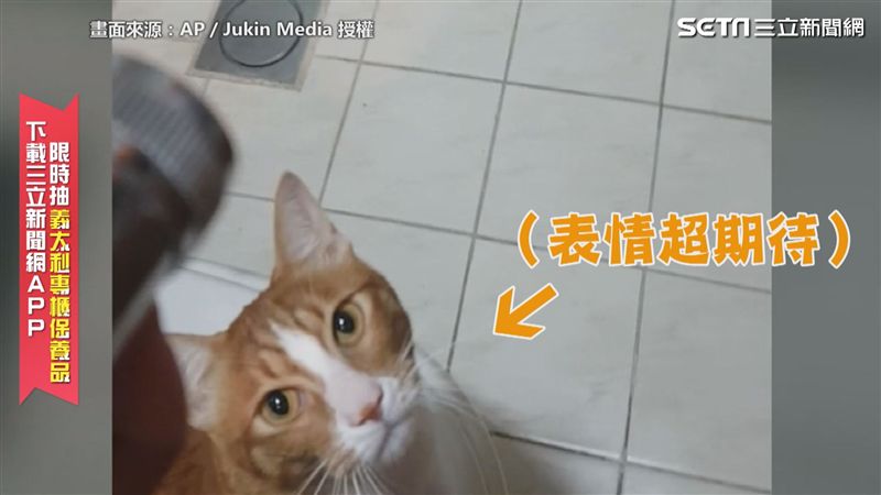 喵星人玩水超興奮　網笑：是狗叫聲嗎