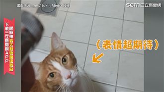喵星人玩水超興奮　網笑：是狗叫聲嗎