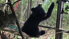 林務局台東林區管理處15日指出，因台東「廣原小熊」為小母熊，恰巧廣原村長也為女性，因此決定以村長的布農族名Mulas為名，象徵堅忍不拔、刻苦耐勞的精神。（台東林管處提供）中央社記者李先鳳傳真　108年9月15日