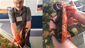 龍蝦,基因突變,美國,緬因州（圖／翻攝自臉書）