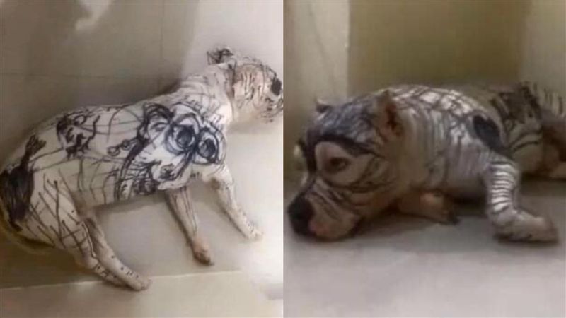 比特犬成畫布全身被塗黑　網曝真相