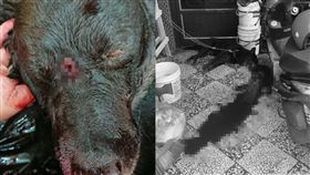 屏東,小狗,被咬,攻擊,持槍,射殺,主人,心痛,黑狗