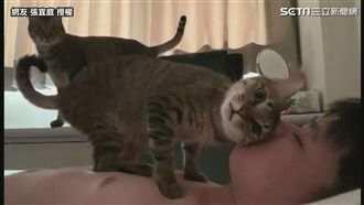貓主子撒嬌叫起床　網羨：我家只有爪