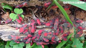 新北市景觀處,台灣欒樹,紅色蟲蟲大軍,紅姬緣椿象,椿象