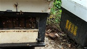 嘉義縣梅山鄉15日發生蜜蜂死亡事件，蜂農懷疑是遭人毒殺並指出，一個蜂箱約有1萬多隻蜜蜂，估計有500多萬隻蜜蜂遭毒害，幾乎蜜蜂都被滅掉，損失慘重。（警方提供）中央社記者黃國芳傳真　108年9月16日