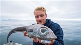 挪威,垂釣,鯊魚,巨眼魚,大西洋銀鮫。(圖/翻攝自推特)