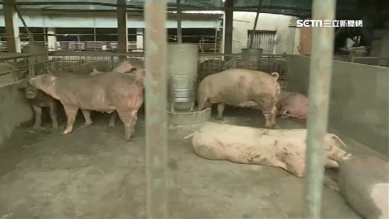 非洲豬瘟肆虐中國！豬肉價飆漲惹民怨
