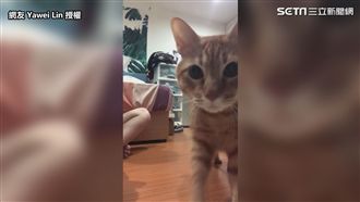 鏟屎官想偷拍！ 喵皇一秒變偵探萌翻