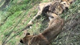 高齡獅子無法表演！「沒用了」被關半年…慘瘦成皮包骨（圖／翻攝自微博）