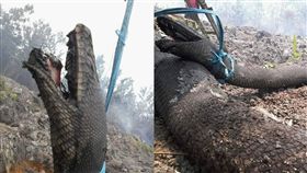 蟒蛇,巨蟒,森林,火災,開墾,印尼,焦炭,怪獸,蛇,動物,亞馬遜雨林,　圖／翻攝自Garda Satwa Foundation臉書