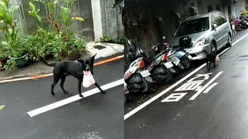 黑狗兄「嘴叼早餐」！真相令網友驚艷