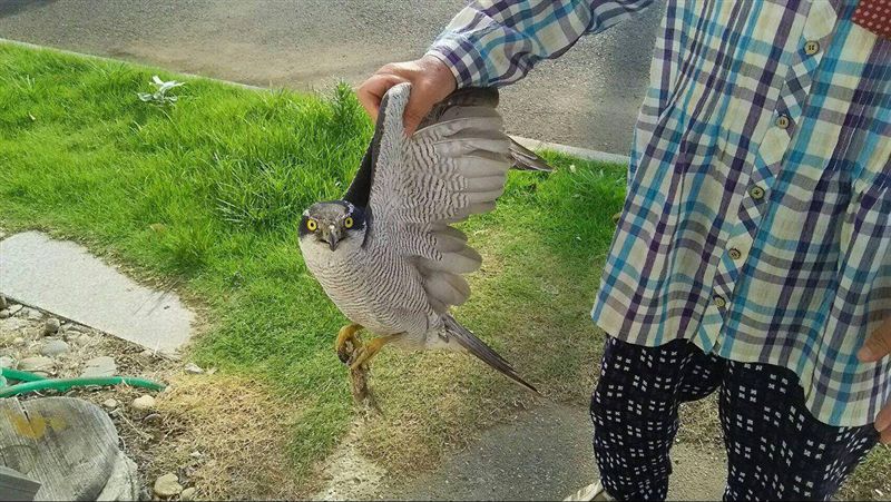 狂嬤抓猛禽像抓雞　專家驚：她徒手？