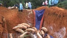 越南非洲豬瘟蔓延（圖／翻攝自vietnamnews.vn）