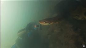 巴西,潛水,蟒蛇,綠水蟒,绿森蚺。(圖/翻攝自YOUTUBE)