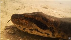 巴西,潛水,蟒蛇,綠水蟒,绿森蚺。(圖/翻攝自YOUTUBE)