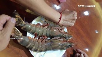 巨無霸大草蝦！比手臂還要長…網驚呆