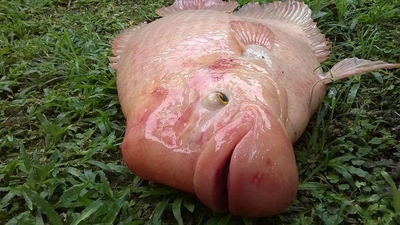 致癌、毒素、寄生蟲…這5種魚少吃！