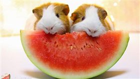 天竺鼠，翻攝自IG: donghae123450