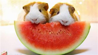 萌翻！天竺鼠「兄弟日常」最強神同步