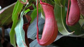 豬籠草。(圖/Pixabay)