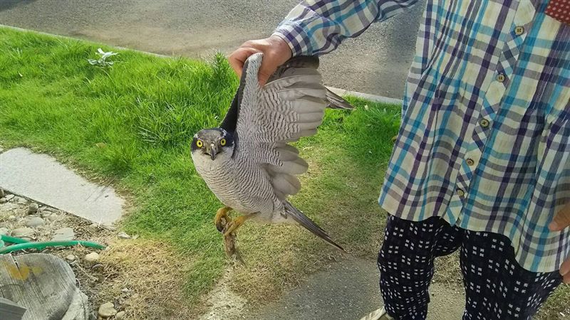 狂嬤徒手抓猛禽　一派輕鬆以為在抓雞