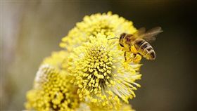 巴西,蜜蜂,死亡,殺蟲劑,食物戰爭(PIXABAY)