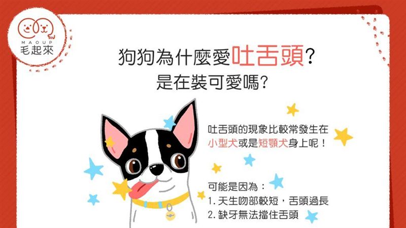 汪汪小學堂 狗狗為什麼愛吐舌頭 難道是在裝可愛嗎 名家 三立新聞網setn Com