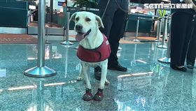 緝毒犬,航警,機場,桃園,翻攝畫面