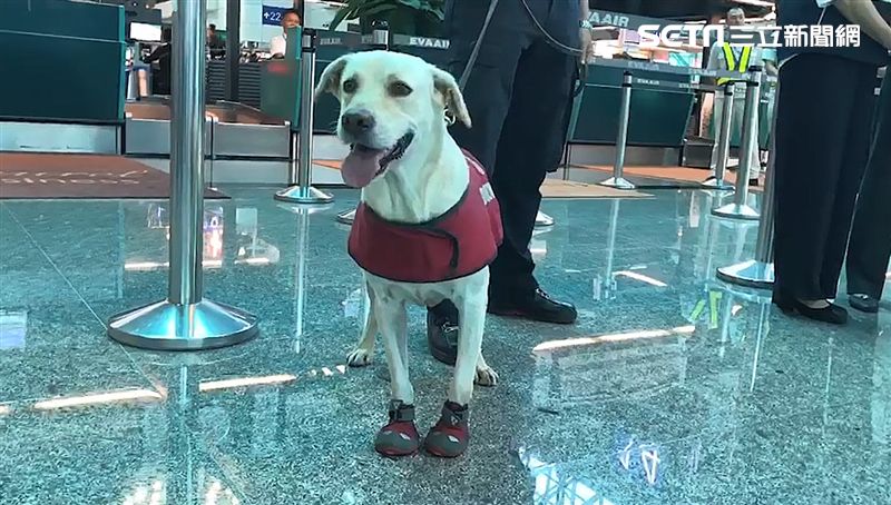 桃機緝毒犬再升級　守護國境防毒外銷