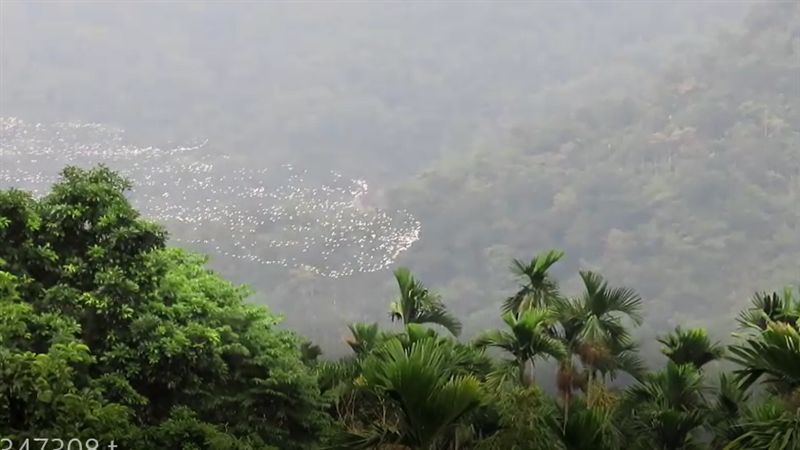 「萬鷺朝鳳」盤旋秀！台灣只有這裡有